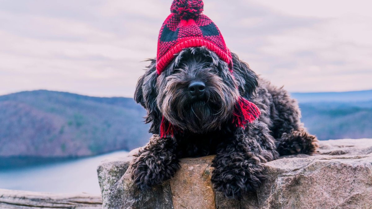 Dogwifhat After the Peak: Where WIF Stands in 2026