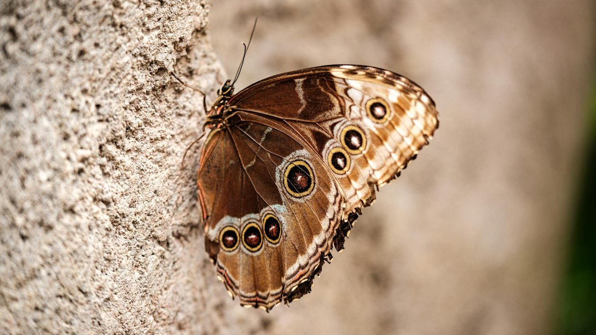 Morpho vs Aave 2026: Why Curators Are Eating Lending