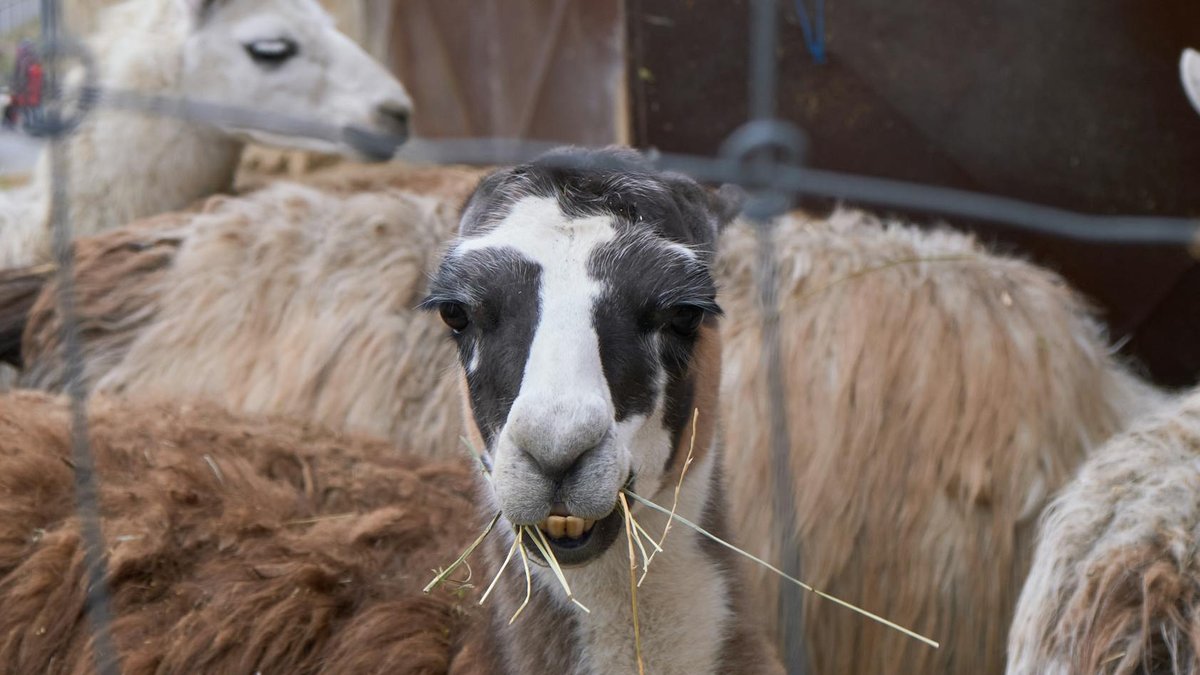 How Open-Source AI Forked: Llama, Mistral, DeepSeek 2026
