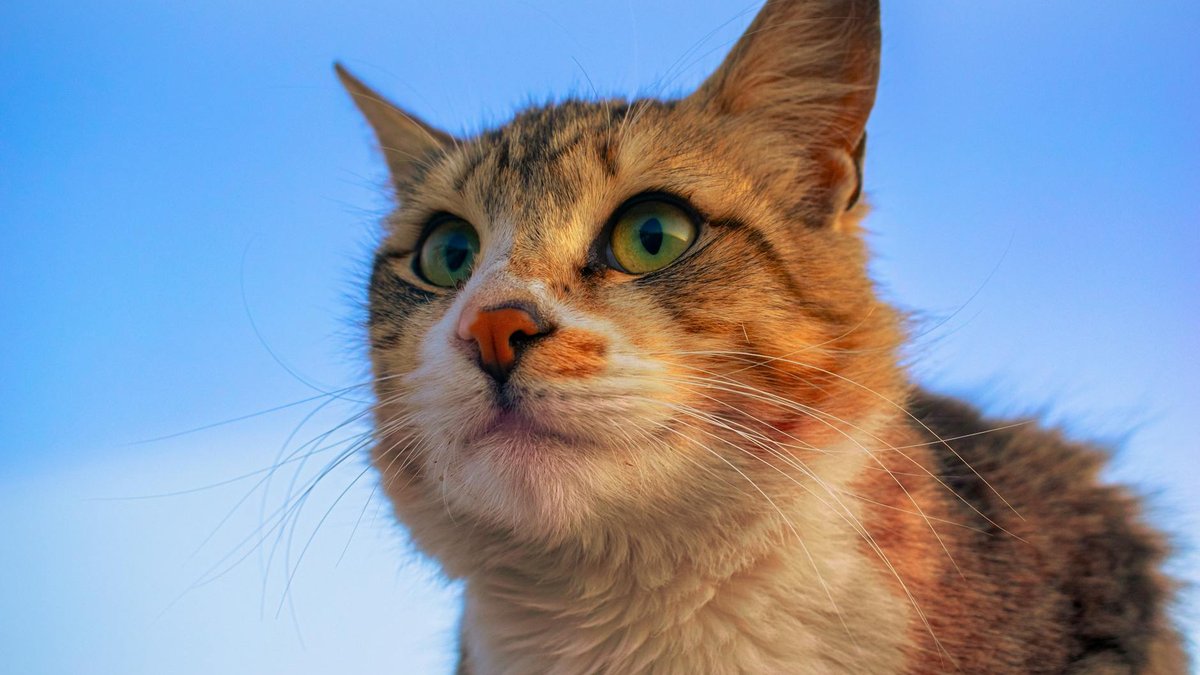 POPCAT in 2026: 97% Below ATH, Still Moving $12M/Day